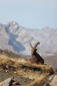 wild goat