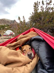 campers with pets camping dog